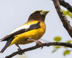 It is a place of attraction who is interested in photography, bird watching, natural history, and trailers.